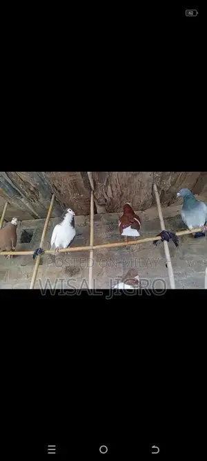 High-Quality Sherazi Pigeon - Premium Breeding Stock