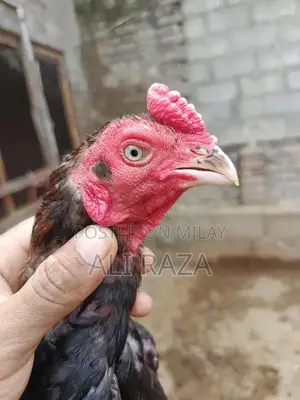 Aseel Chicken Pair: 1 Male and 2 Female Chickens
