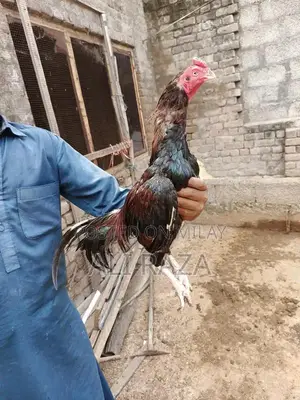 Aseel Chicken Pair: 1 Male and 2 Female Chickens