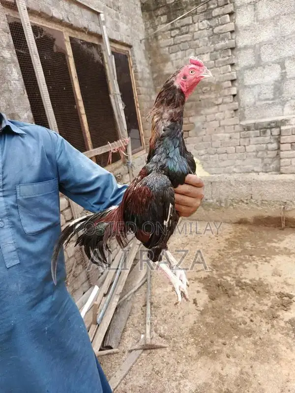 Aseel Chicken Pair: 1 Male and 2 Female Chickens