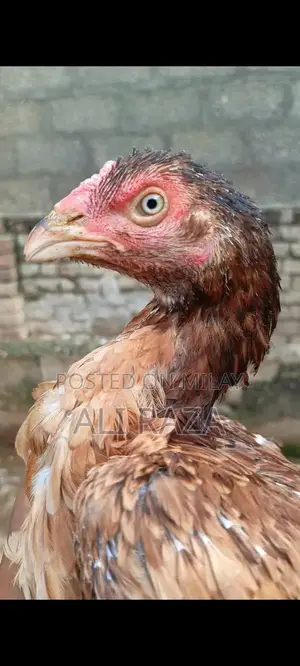 Aseel Chicken Pair: 1 Male and 2 Female Chickens
