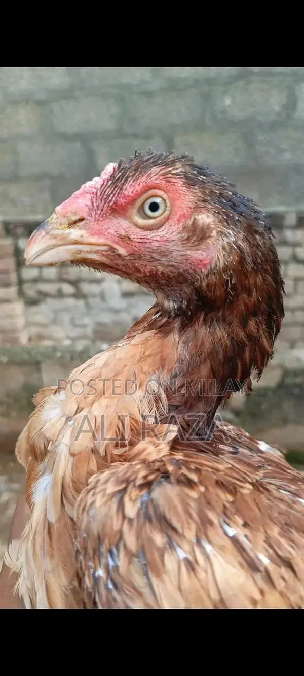 Aseel Chicken Pair: 1 Male and 2 Female Chickens
