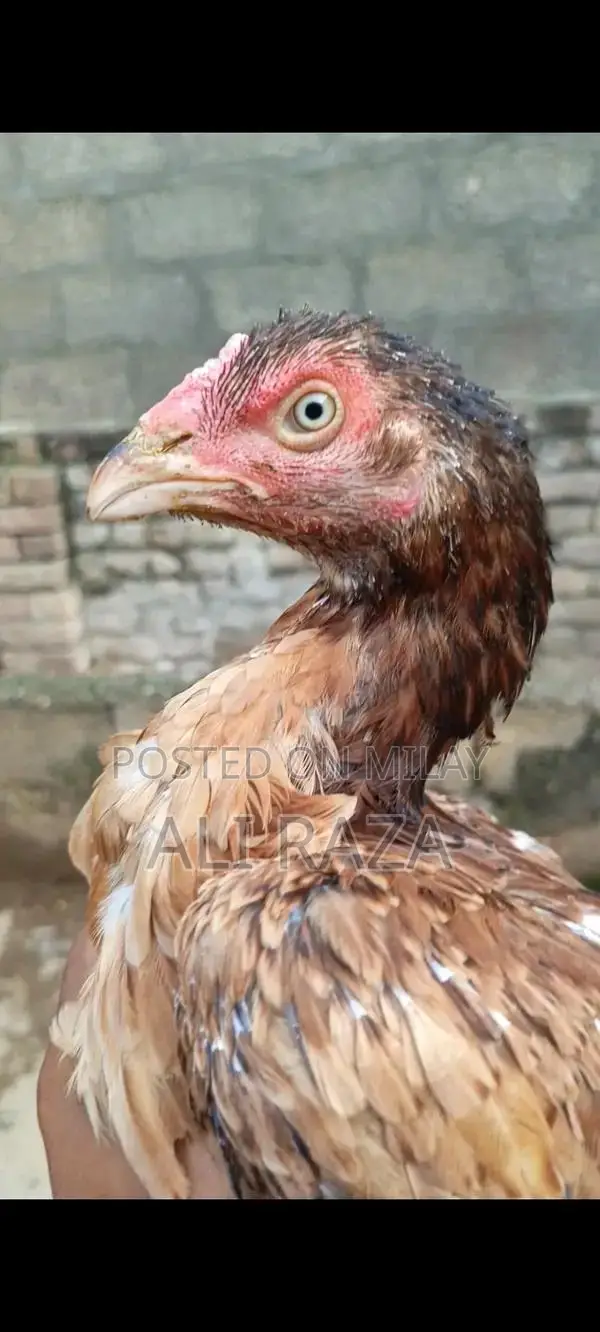 Aseel Chicken Pair: 1 Male and 2 Female Chickens