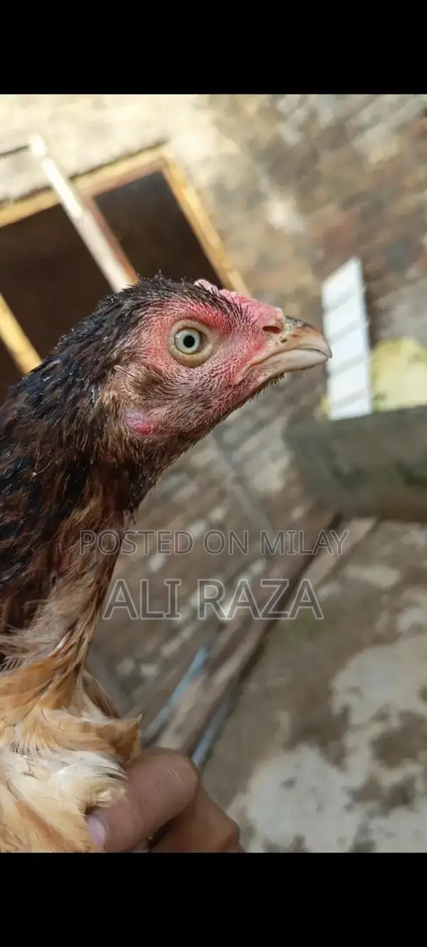 Aseel Chicken Pair: 1 Male and 2 Female Chickens