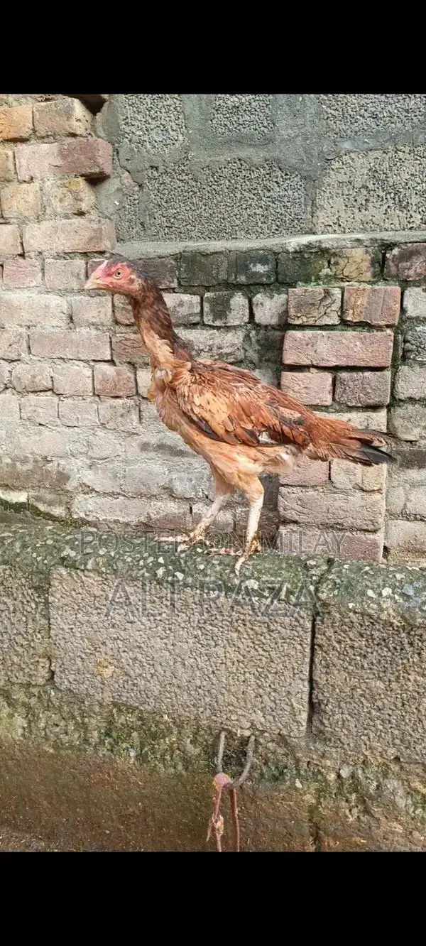 Aseel Chicken Pair: 1 Male and 2 Female Chickens
