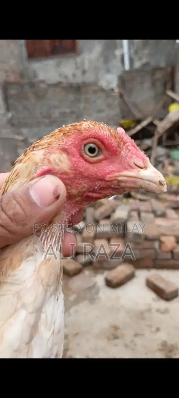 Aseel Chicken Pair: 1 Male and 2 Female Chickens