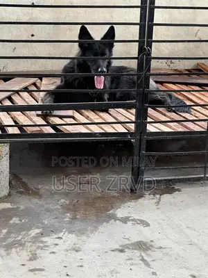 Photo - Premium Long Coat German Shepherd Female Puppy