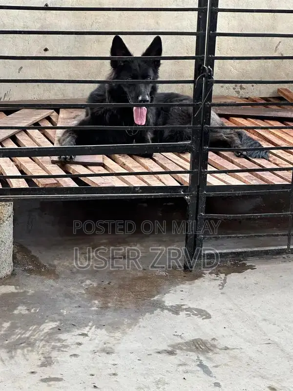 Premium Long Coat German Shepherd Female Puppy