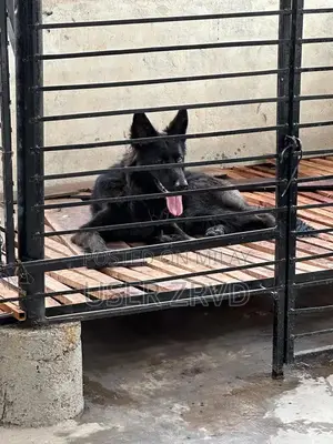 Premium Long Coat German Shepherd Female Puppy