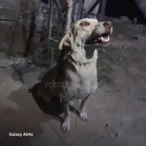 Photo - Young Female Russian Dog Puppy - 4 Months Old