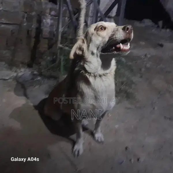 Young Female Russian Dog Puppy - 4 Months Old