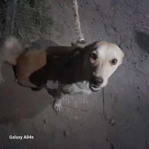 Young Female Russian Dog Puppy - 4 Months Old