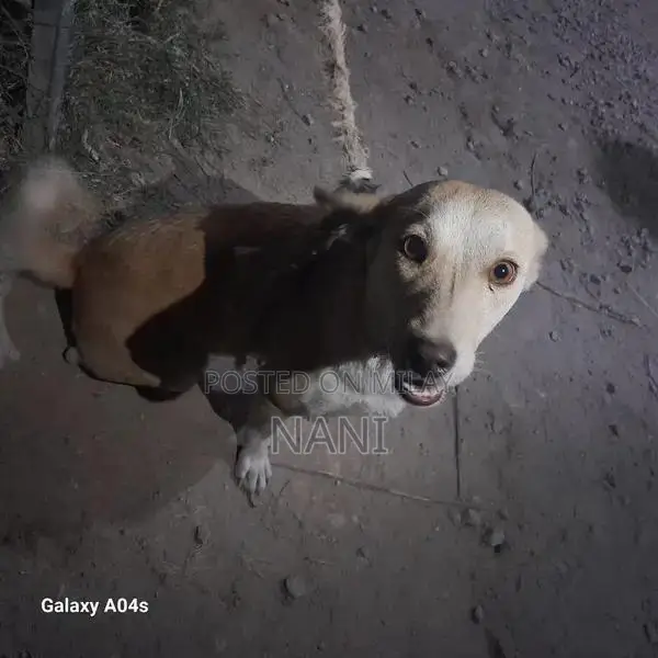 Young Female Russian Dog Puppy - 4 Months Old