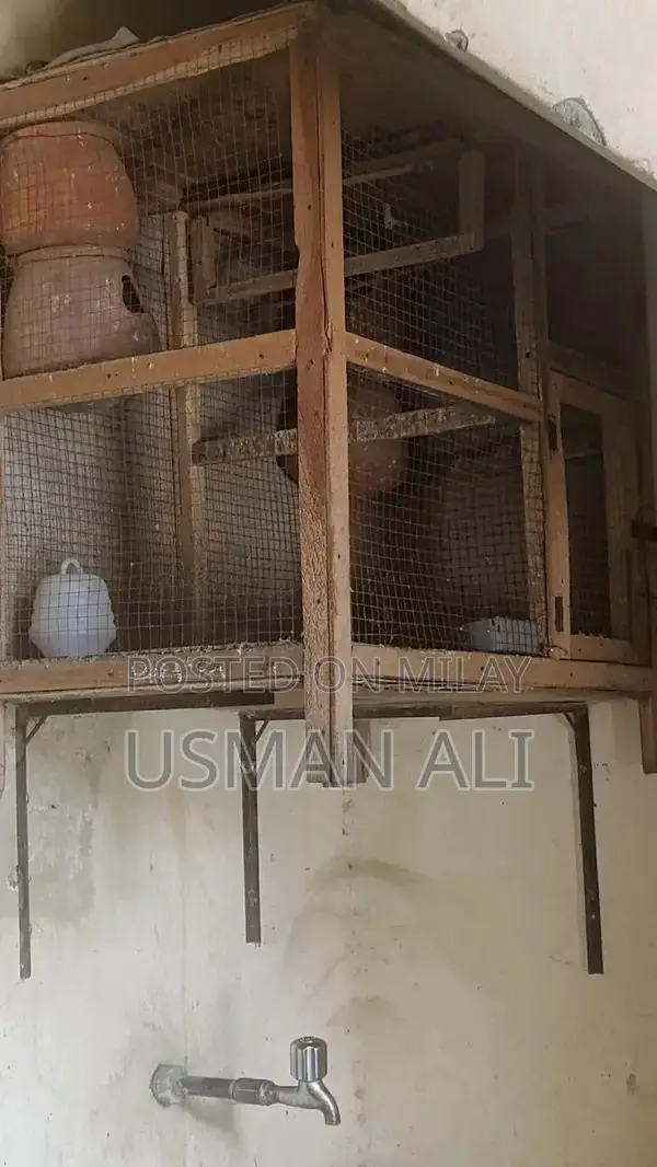Large Bird Cage with Essential Accessories and Multi-Purpose Design