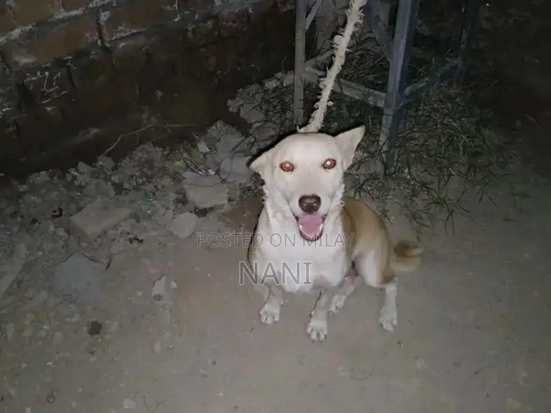 Young Female Russian Dog Puppy - 4 Months Old