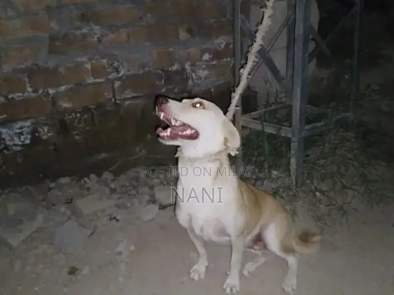 Young Female Russian Dog Puppy - 4 Months Old