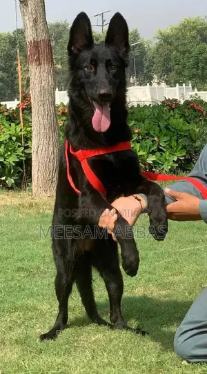 Photo - Purebred Black Female German Shepherd Puppy - Premium Imported Bloodli