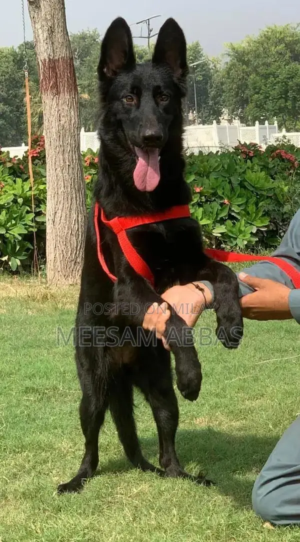 Purebred Black Female German Shepherd Puppy - Premium Imported Bloodli