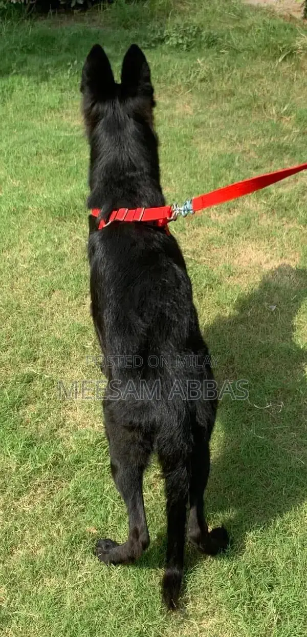 Purebred Black Female German Shepherd Puppy - Premium Imported Bloodli