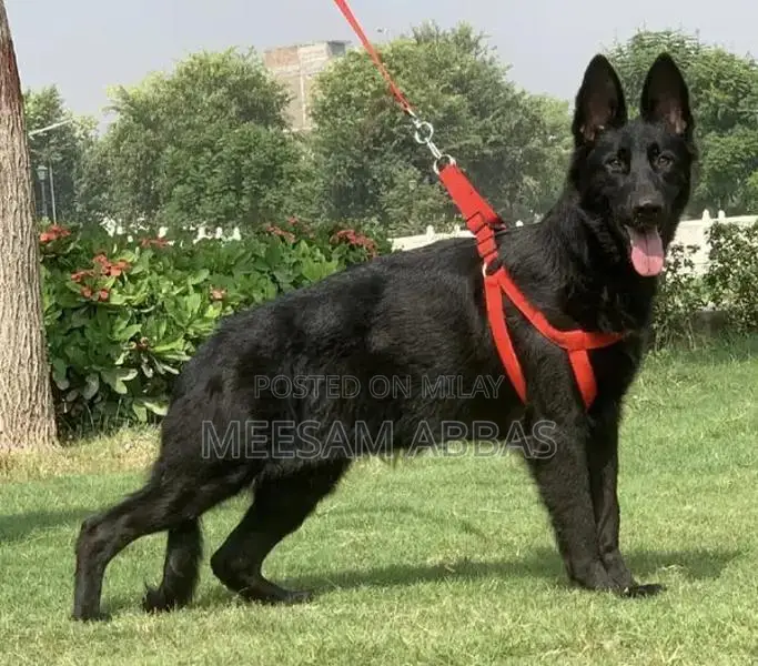 Purebred Black Female German Shepherd Puppy - Premium Imported Bloodli