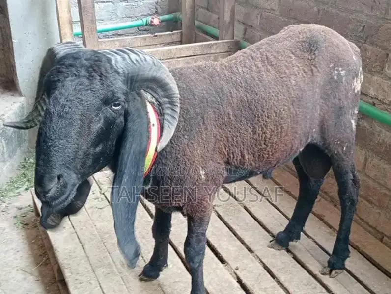 Premium Black Meda Jewelry Pendant Accessory