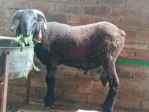 Premium Black Meda Jewelry Pendant Accessory