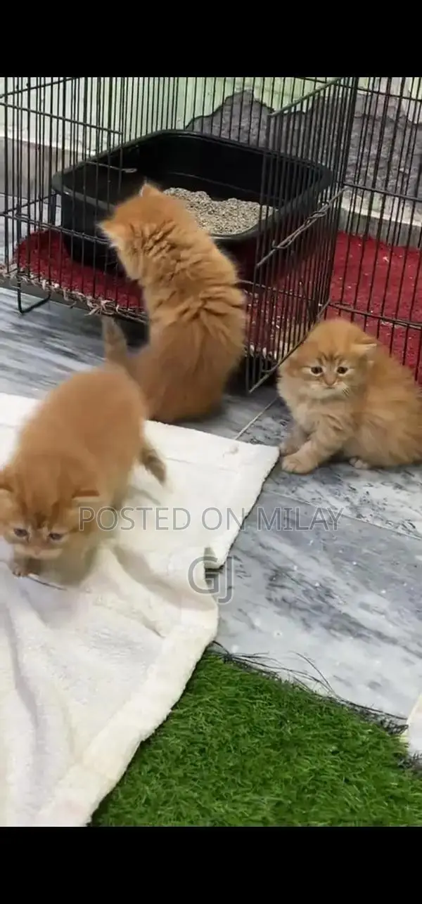 Persian Blue Eyes Fluffy Kitten