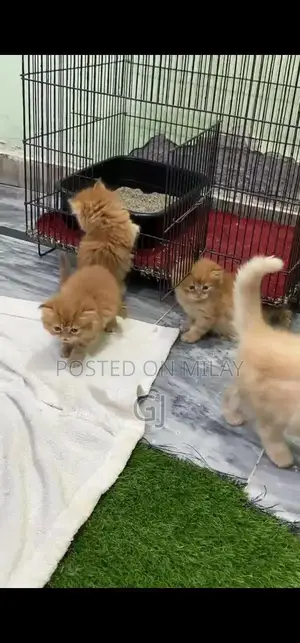 Persian Blue Eyes Fluffy Kitten