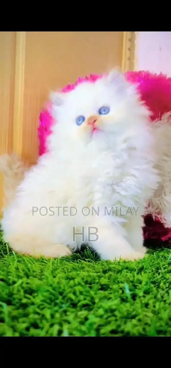 Persian Blue-Eyed Kittens - Fluffy and Adorable Companions