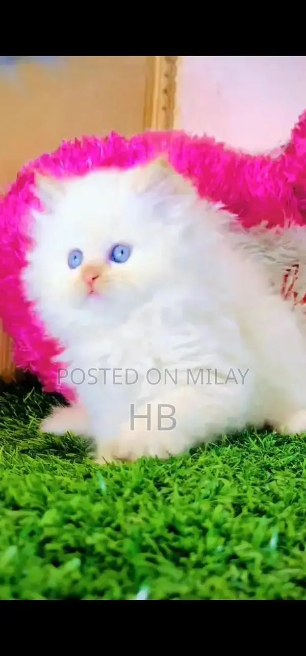 Persian Blue-Eyed Kittens - Fluffy and Adorable Companions