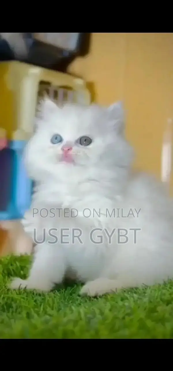 Persian British Blue-Eyed Kittens - Young and Adorable