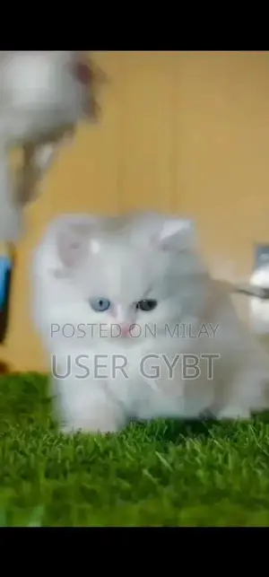 Persian British Blue-Eyed Kittens - Young and Adorable