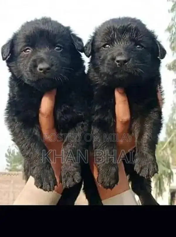 Black German Shepherd Long Coat Puppies - Quality Breed