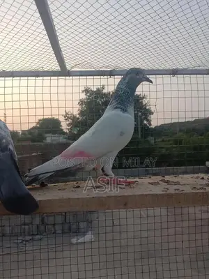 High-Flyers Wildlife Removal Service