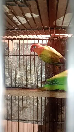 Photo - Bridar Pairs Toddler Footwear - Comfortable Kids Shoes