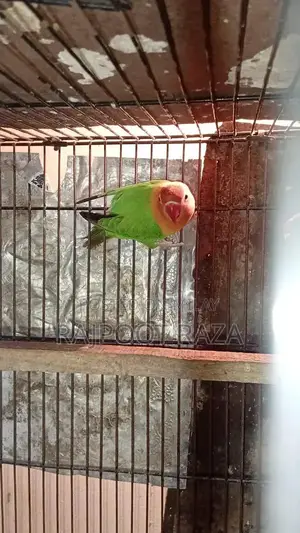 Bridar Pairs Toddler Footwear - Comfortable Kids Shoes