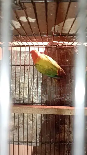 Bridar Pairs Toddler Footwear - Comfortable Kids Shoes