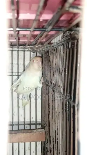 Bridar Pairs Toddler Footwear - Comfortable Kids Shoes