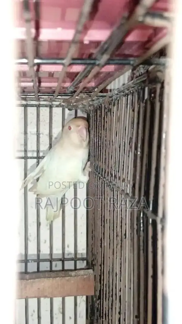 Bridar Pairs Toddler Footwear - Comfortable Kids Shoes