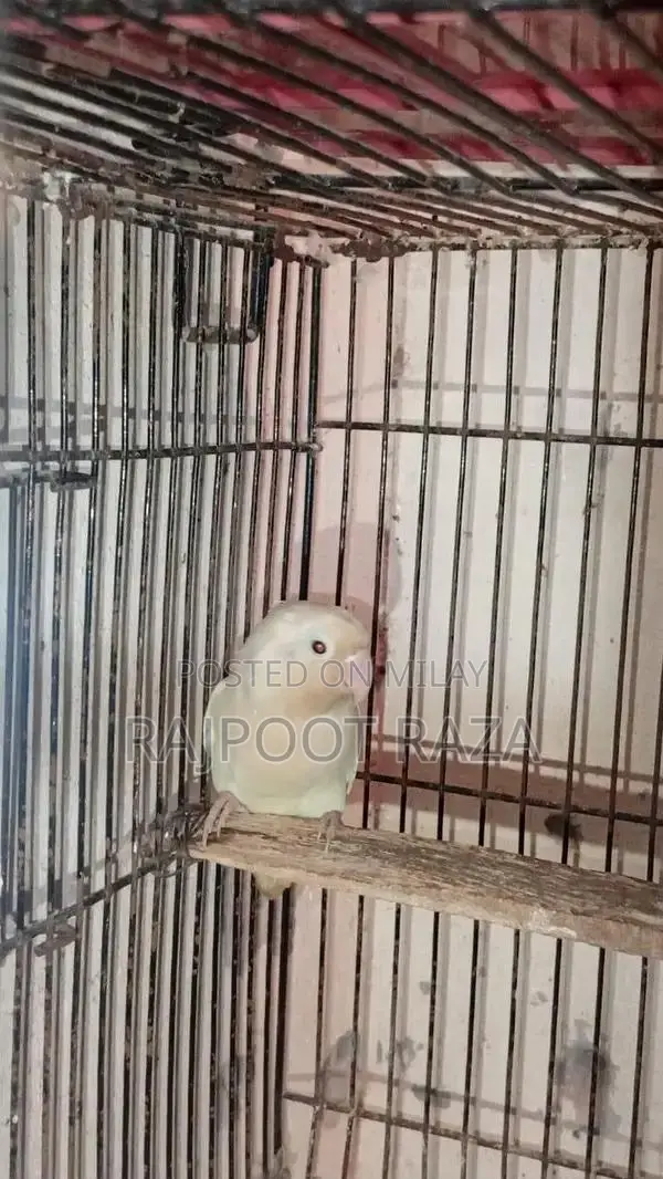 Bridar Pairs Toddler Footwear - Comfortable Kids Shoes