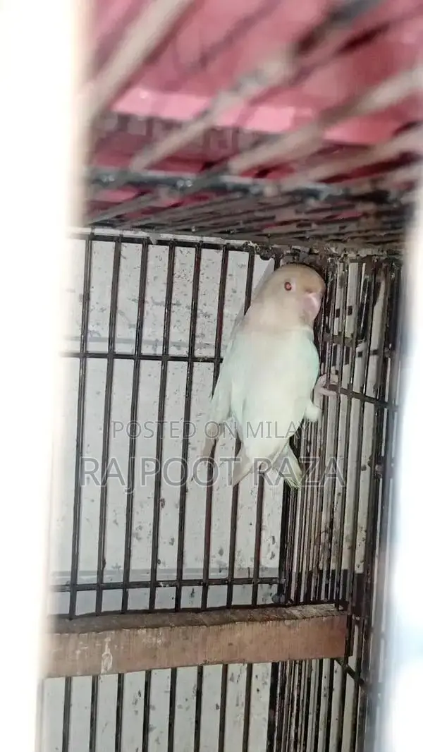 Bridar Pairs Toddler Footwear - Comfortable Kids Shoes