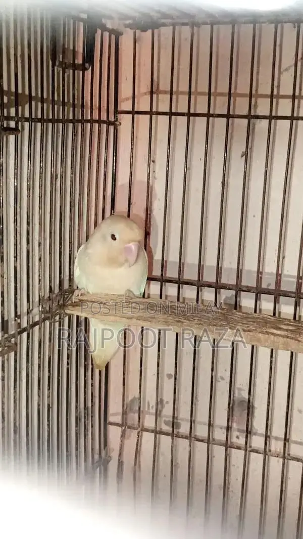 Bridar Pairs Toddler Footwear - Comfortable Kids Shoes