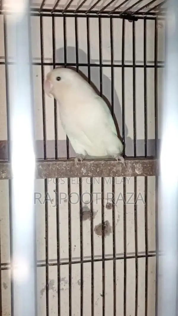 Bridar Pairs Toddler Footwear - Comfortable Kids Shoes