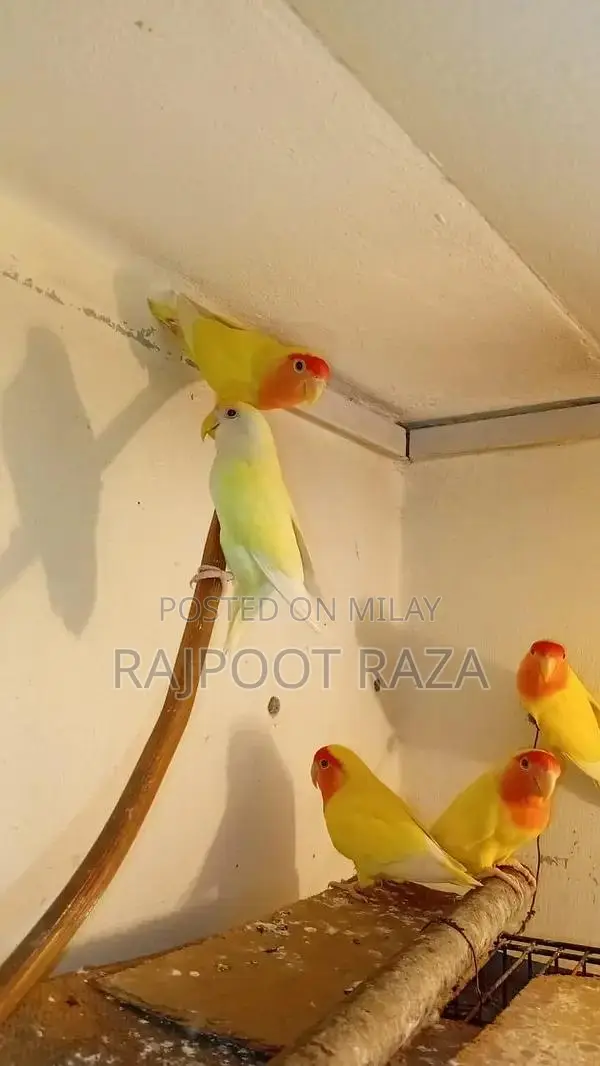 Bridar Pairs Toddler Footwear - Comfortable Kids Shoes