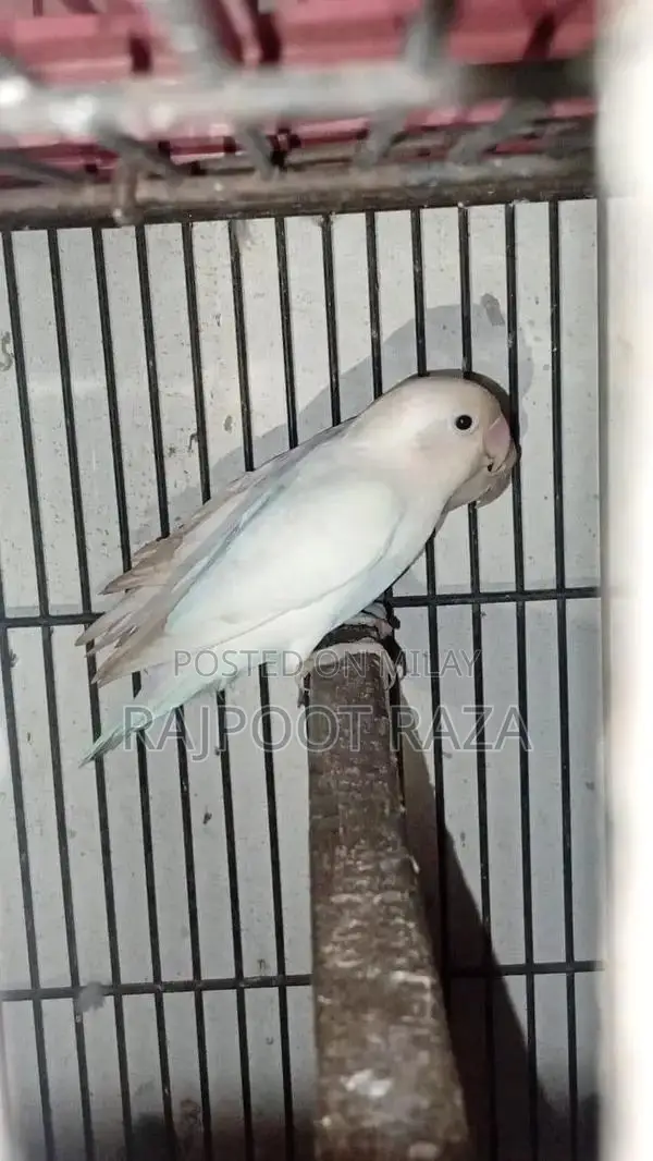 Bridar Pairs Toddler Footwear - Comfortable Kids Shoes