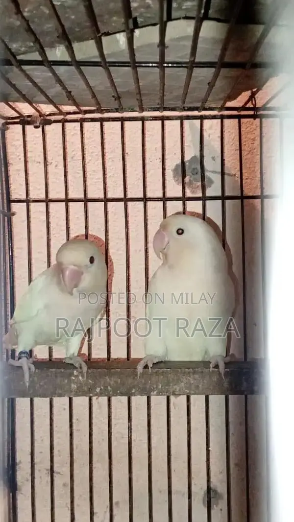 Bridar Pairs Toddler Footwear - Comfortable Kids Shoes