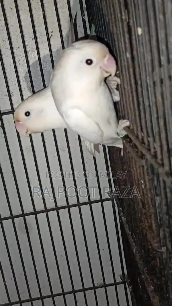 Bridar Pairs Toddler Footwear - Comfortable Kids Shoes