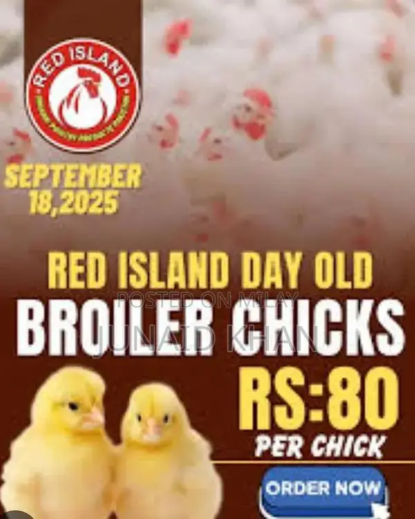 High-Quality Day-Old Broiler Chicks for Poultry Farming