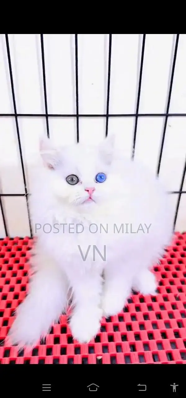 Persian British Blue-Eyed Kittens - Young and Sociable