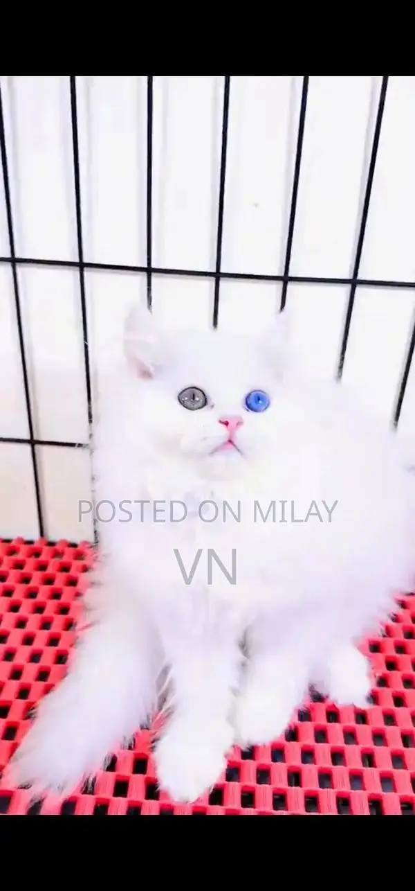 Persian British Blue-Eyed Kittens - Young and Sociable